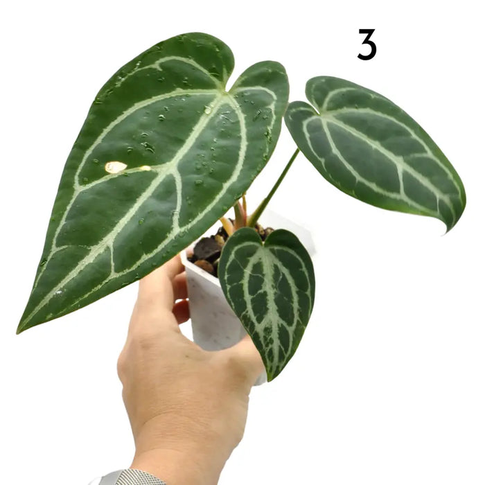 Anthurium Crystallinum x (soil)
