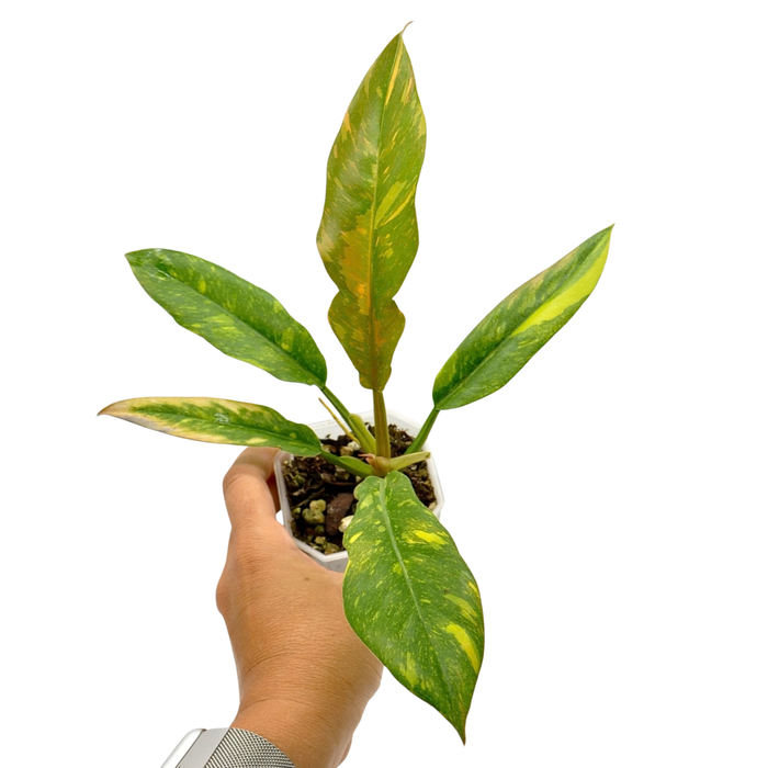 Philodendron Ring of Fire