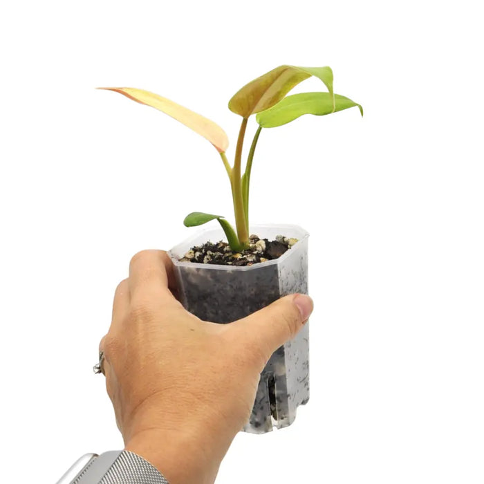 Philodendron Whipple Way