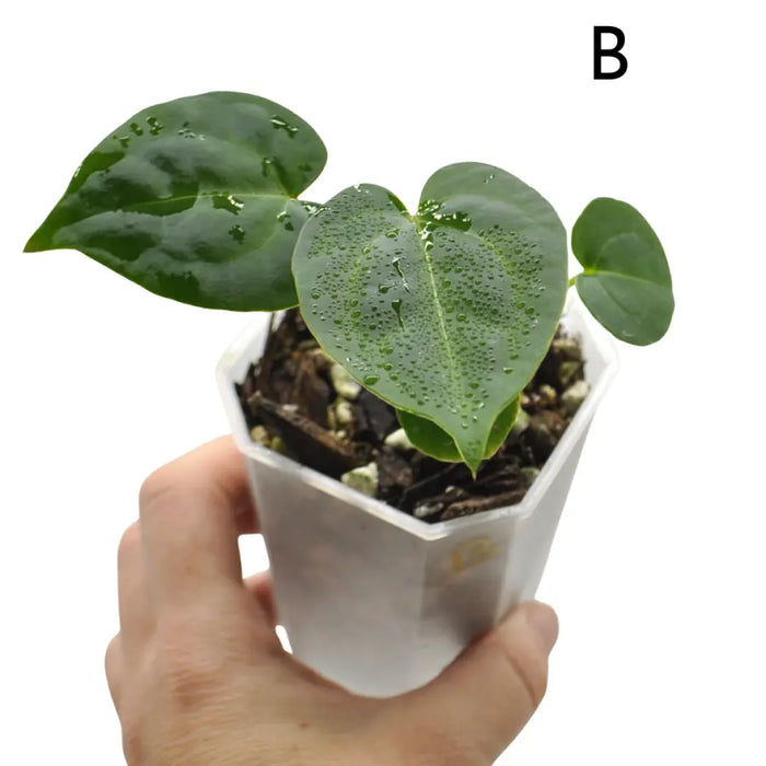 Anthurium (Hoffmannii x Crystallinum ) X ( Forgetii x Crystallinum)