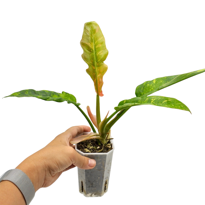 Philodendron Ring of Fire