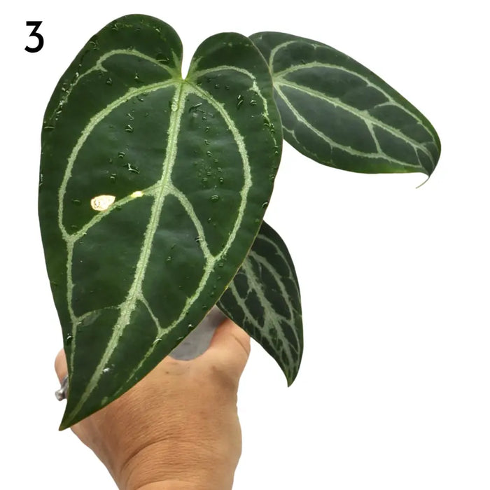 Anthurium Crystallinum x (soil)