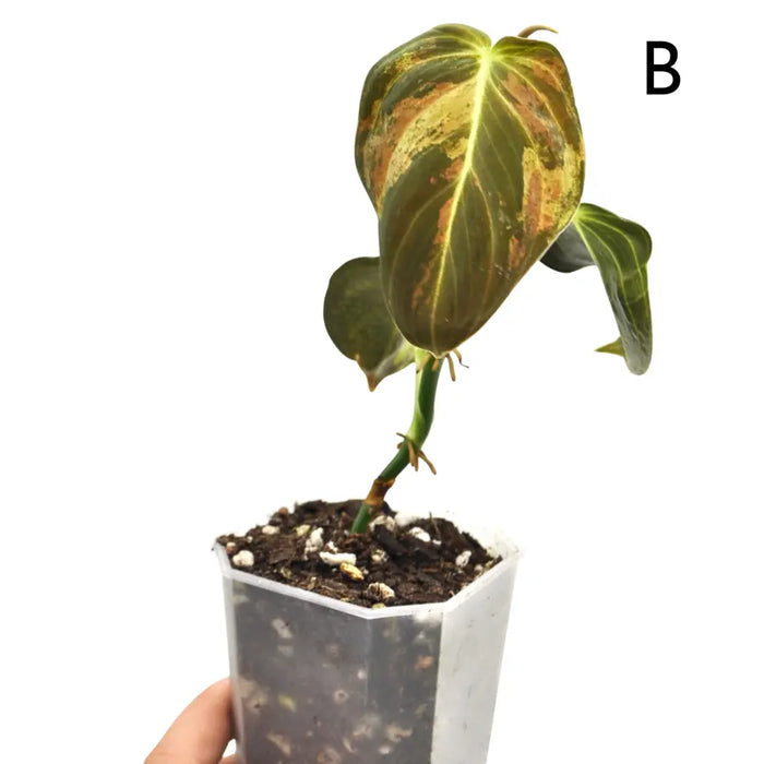 Philodendron melanochrysum variegata