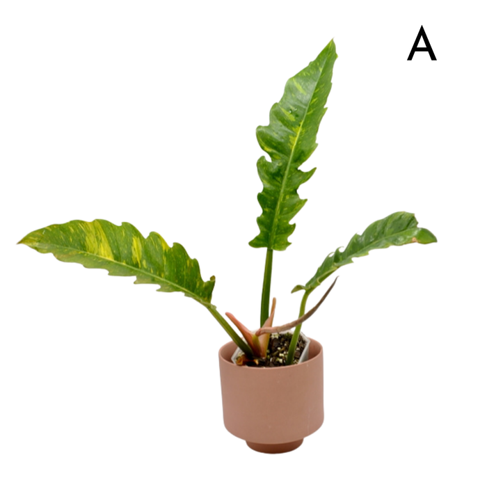 Philodendron Ring of Fire