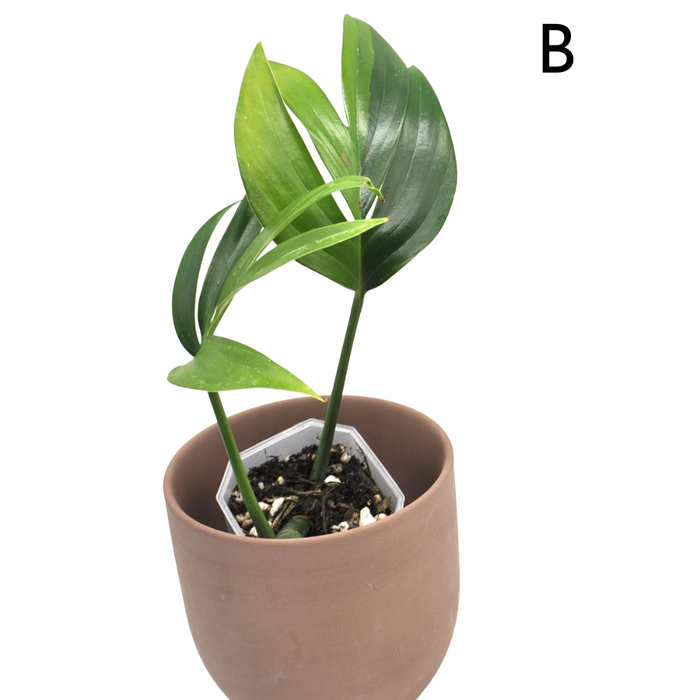 Rhaphidophora decursiva 'Aurea'