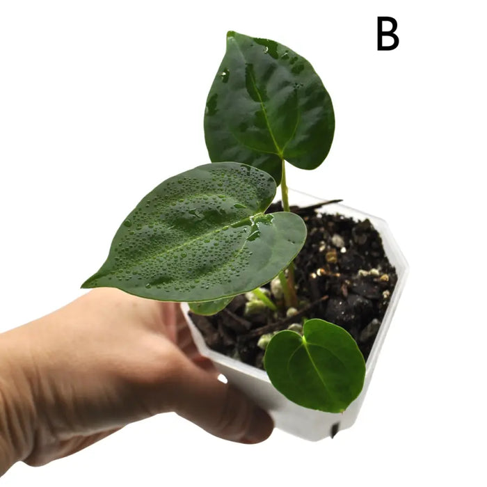 Anthurium (Hoffmannii x Crystallinum ) X ( Forgetii x Crystallinum)