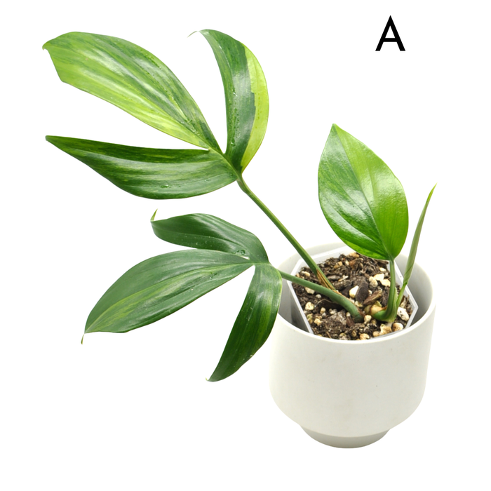 Rhaphidophora decursiva 'Aurea'