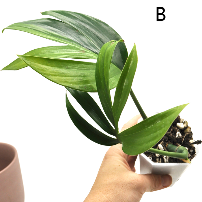 Rhaphidophora decursiva 'Aurea'