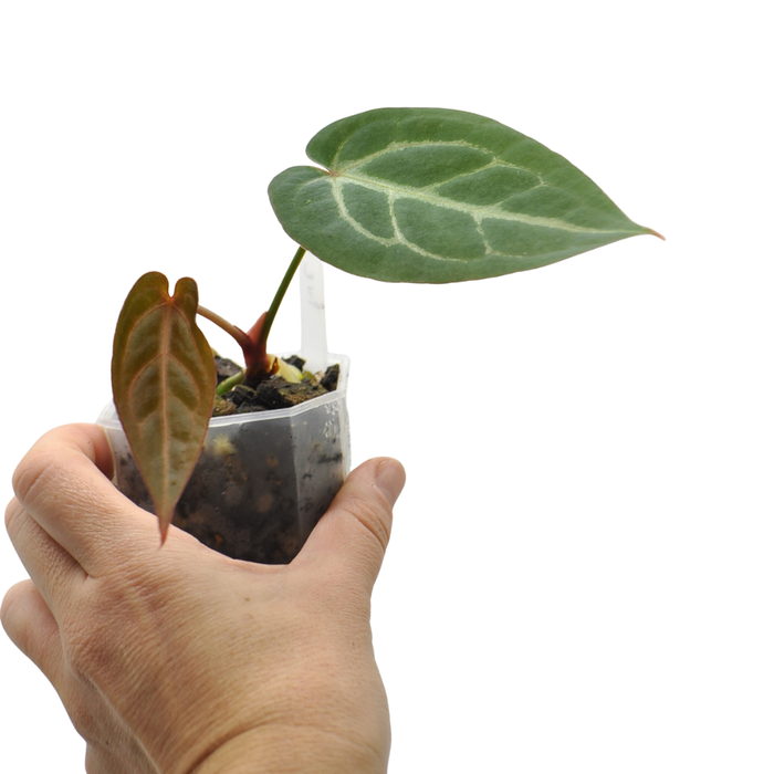 Anthurium magnificum (pure)