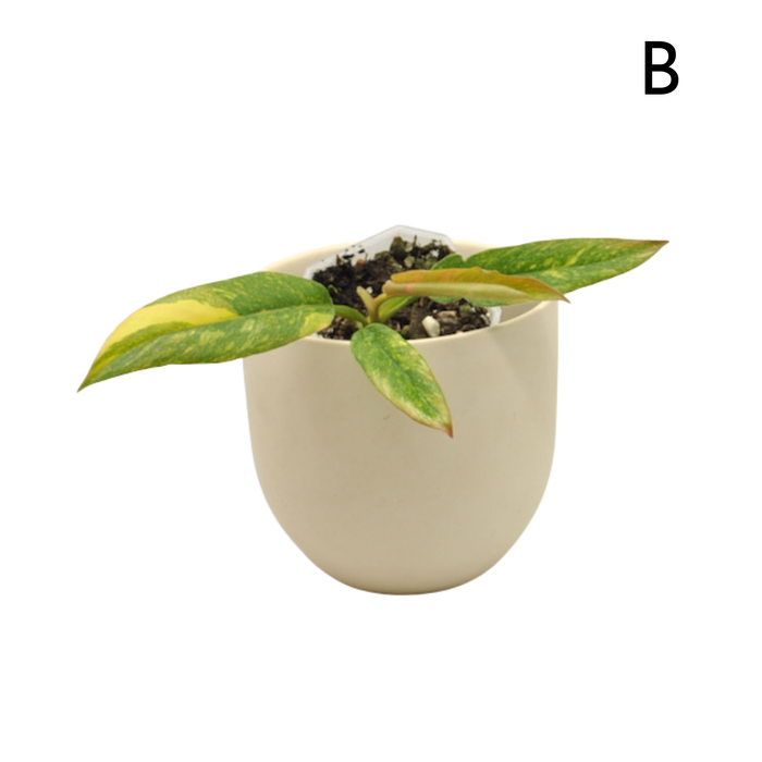 Philodendron Ring of Fire