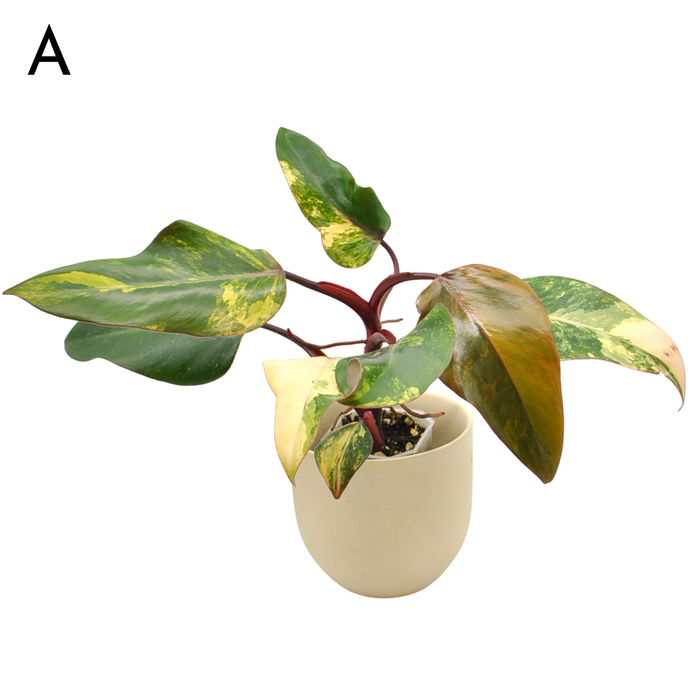 Philodendron Strawberry Shake