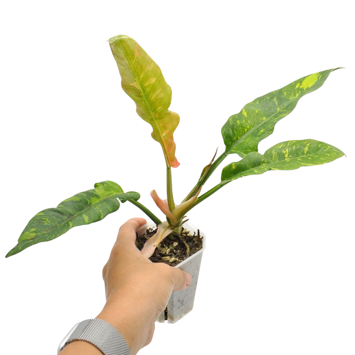 Philodendron Ring of Fire