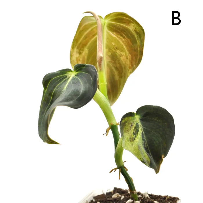 Philodendron melanochrysum variegata