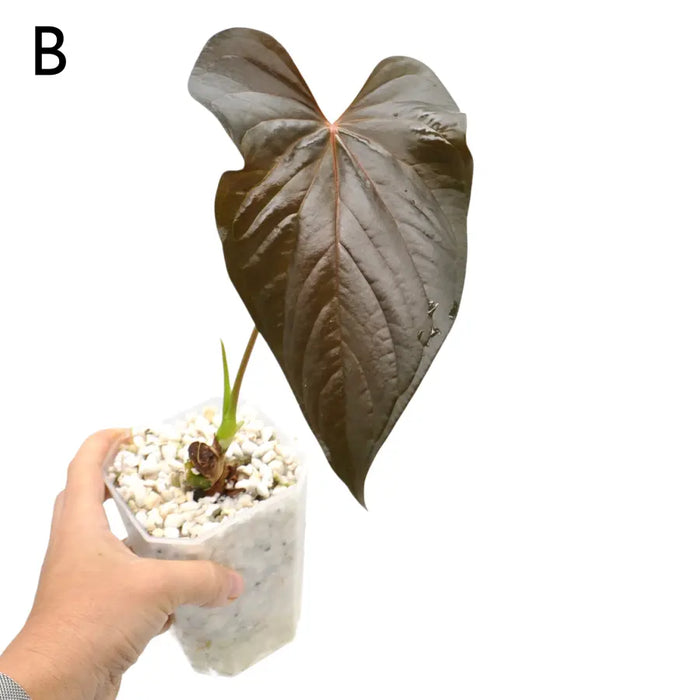 Anthurium Moodeanum