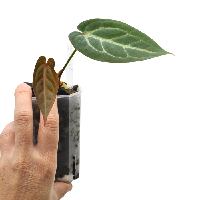 Anthurium magnificum (pure)