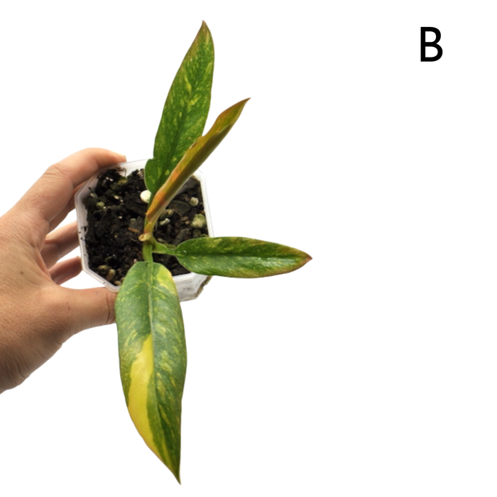 Philodendron Ring of Fire