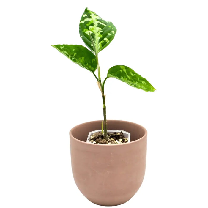 Aglaonema pictum tricolour