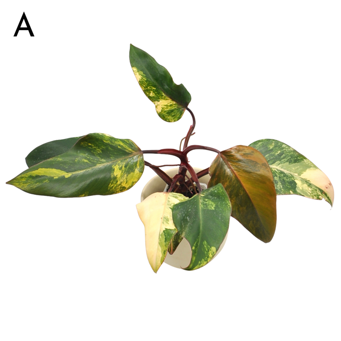 Philodendron Strawberry Shake