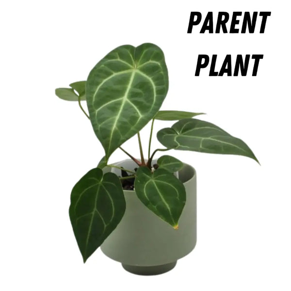 anthurium dressleri x magnificum Anthurium Dressleri x Forgetii x Magnificum – Rare Hybrid