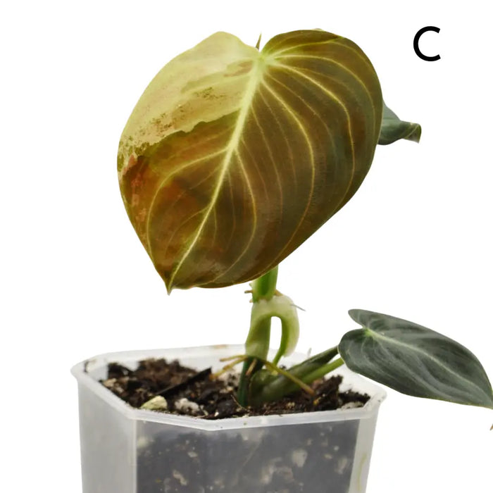 Philodendron melanochrysum variegata