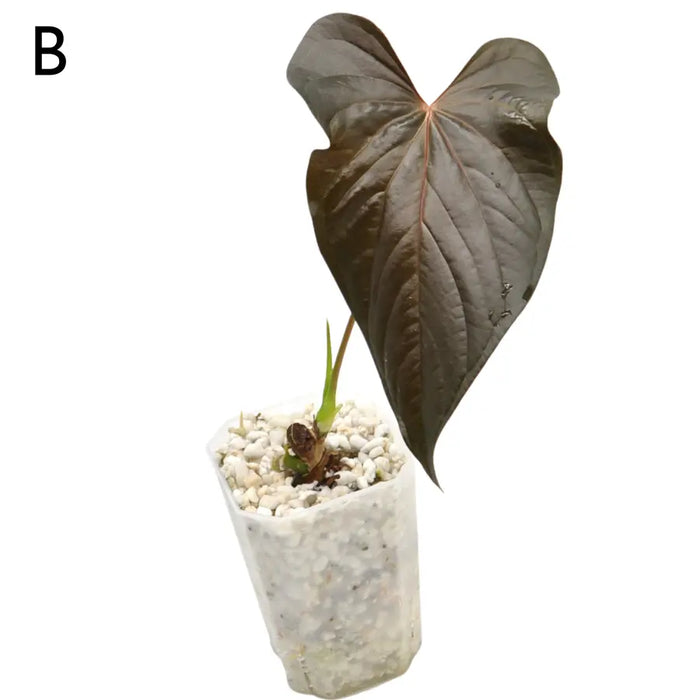 Anthurium Moodeanum