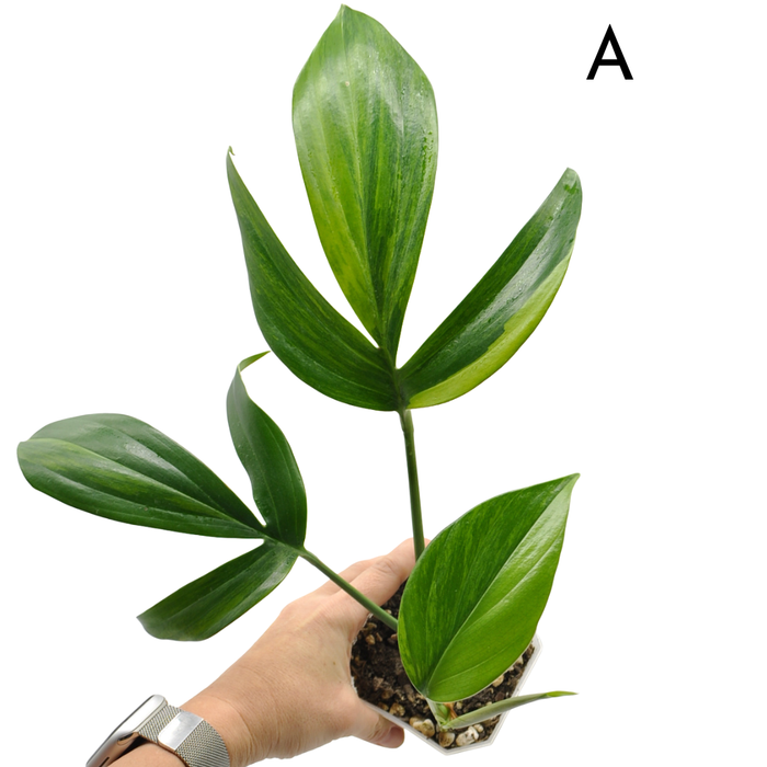 Rhaphidophora decursiva 'Aurea'