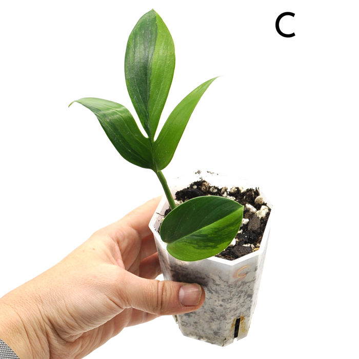 Rhaphidophora decursiva 'Aurea'