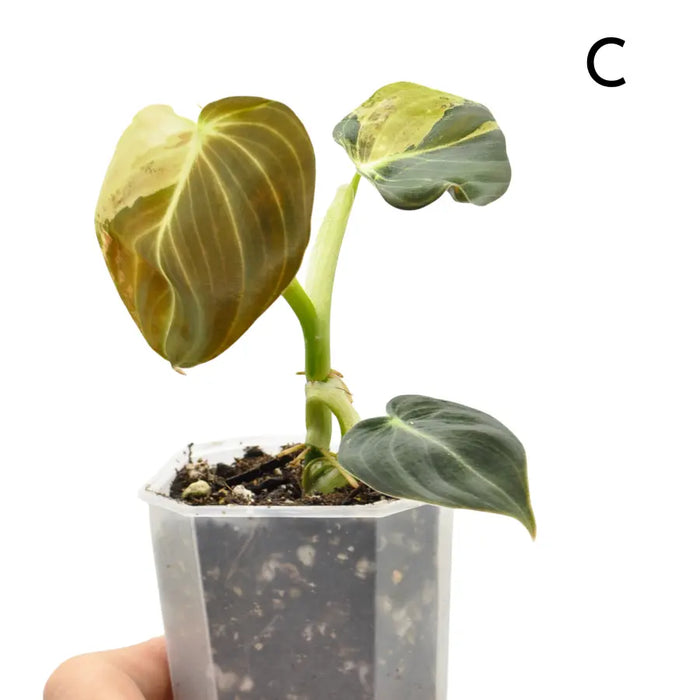 Philodendron melanochrysum variegata