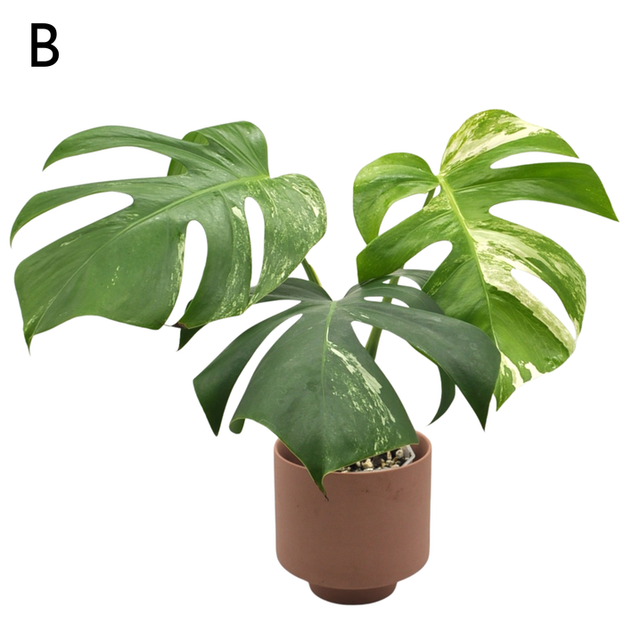 Monstera Borsigiana 'Albo' Variegata (soil)