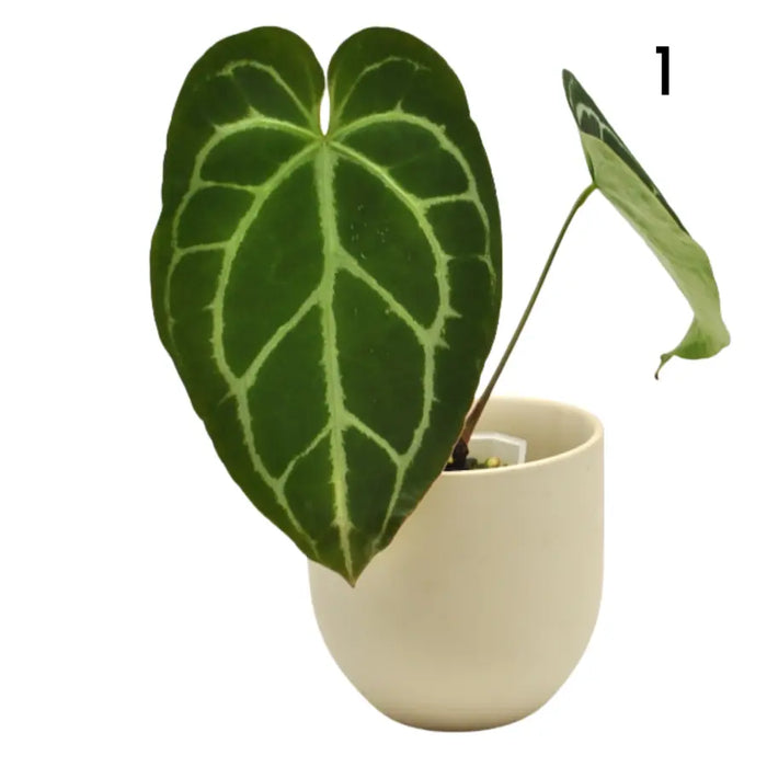 Anthurium Crystallinum x (seed grown)