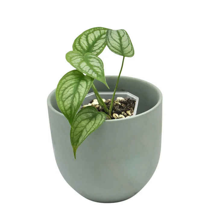 Monstera Siltepecana 'El Salvador'