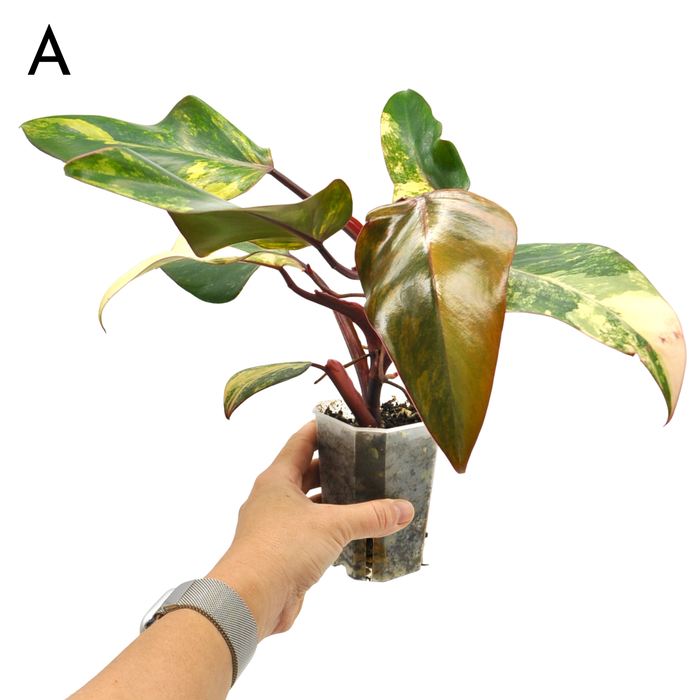Philodendron Strawberry Shake