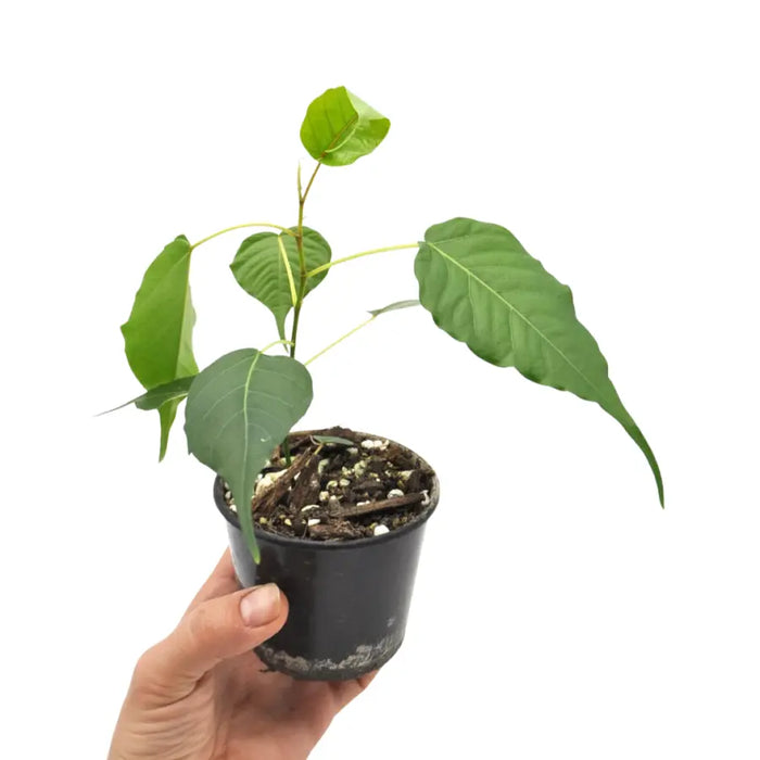 Ficus Religiosa
