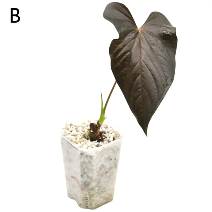 Anthurium Moodeanum