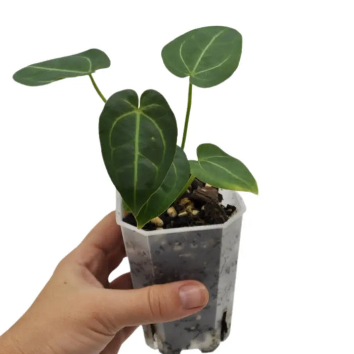 anthurium dressleri x magnificum Anthurium Dressleri x Forgetii x Magnificum – Rare Hybrid