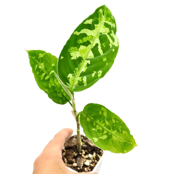 Aglaonema pictum tricolour