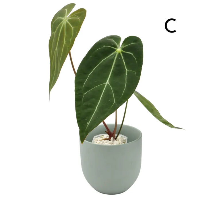 Anthurium papillilaminum x
