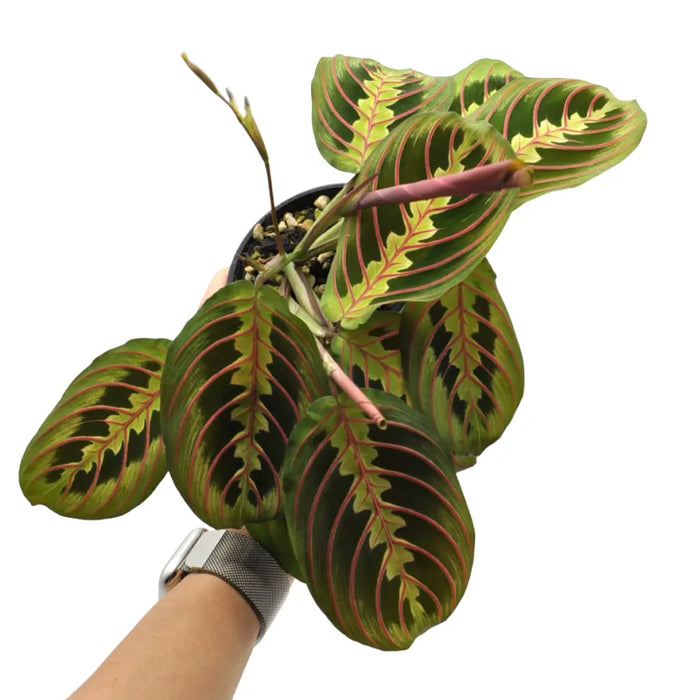 Red Vein Maranta leuconeura