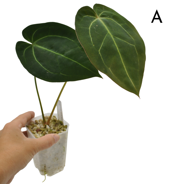 Anthurium Dark Complex x Black noID