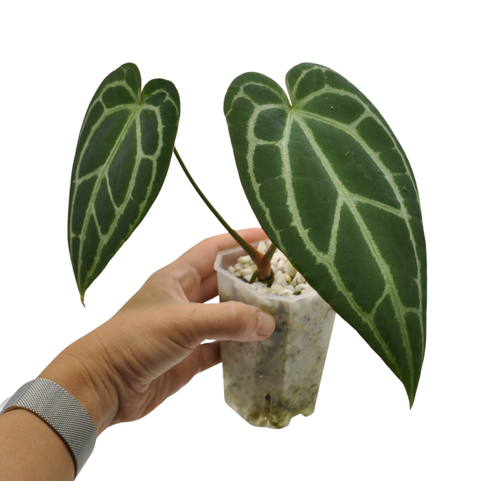 Anthurium NoID x Wild Crystallinum