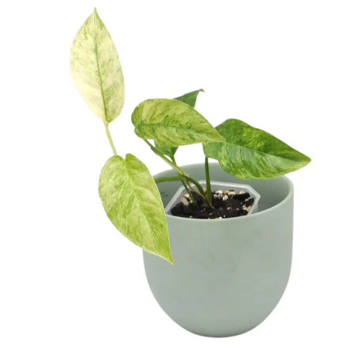 Monstera adansonii var laniata variegata 'mint'