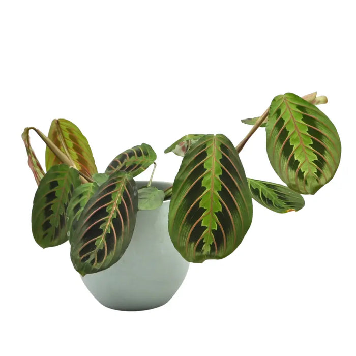 Red Vein Maranta leuconeura