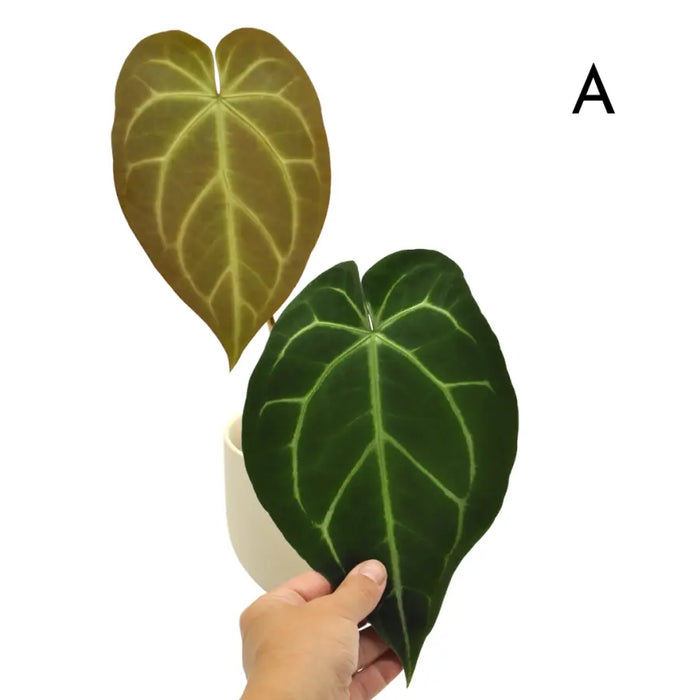 Anthurium  'Black Sensation' x (probably with Magnificum)