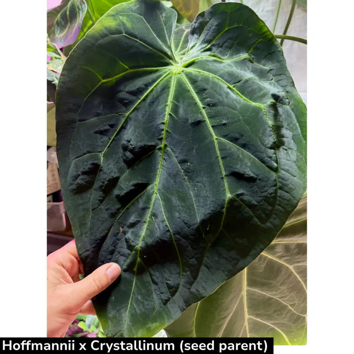 Anthurium (Hoffmannii x Crystallinum ) X ( Forgetii x Crystallinum)  seedling