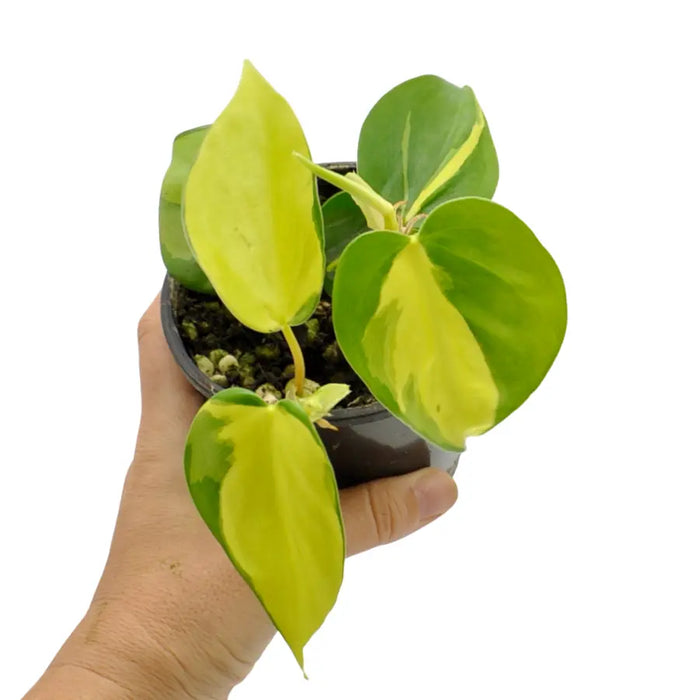 Philodendron Brasil