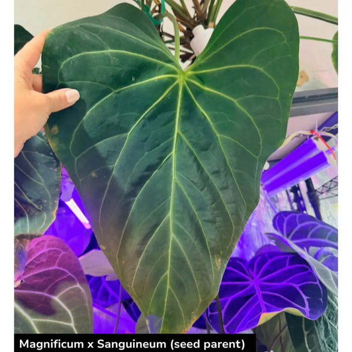 5 Anthurium (Magnificum x Sanguineum) X Wild Crystallinum Seeds