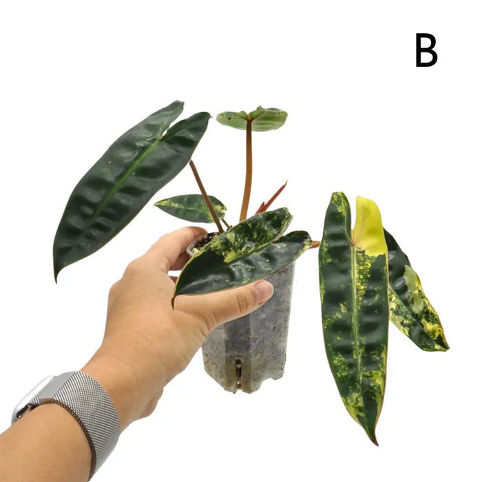 Philodendron Billietiae Variegata - soil