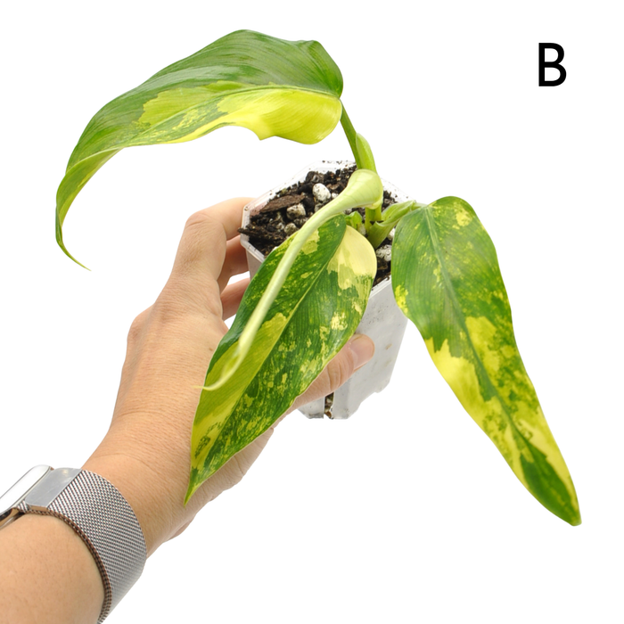Philodendron Domesticum Variegata