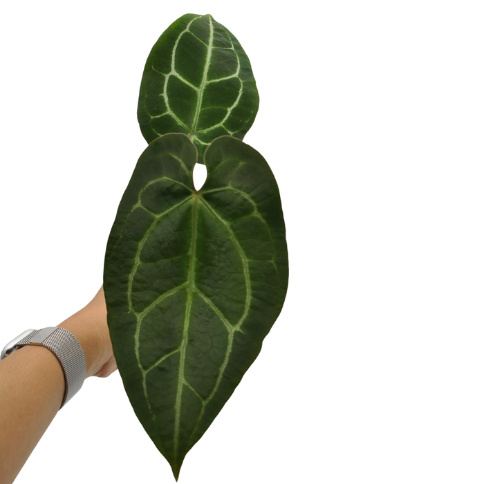 Anthurium Crystallinum x Forgetii