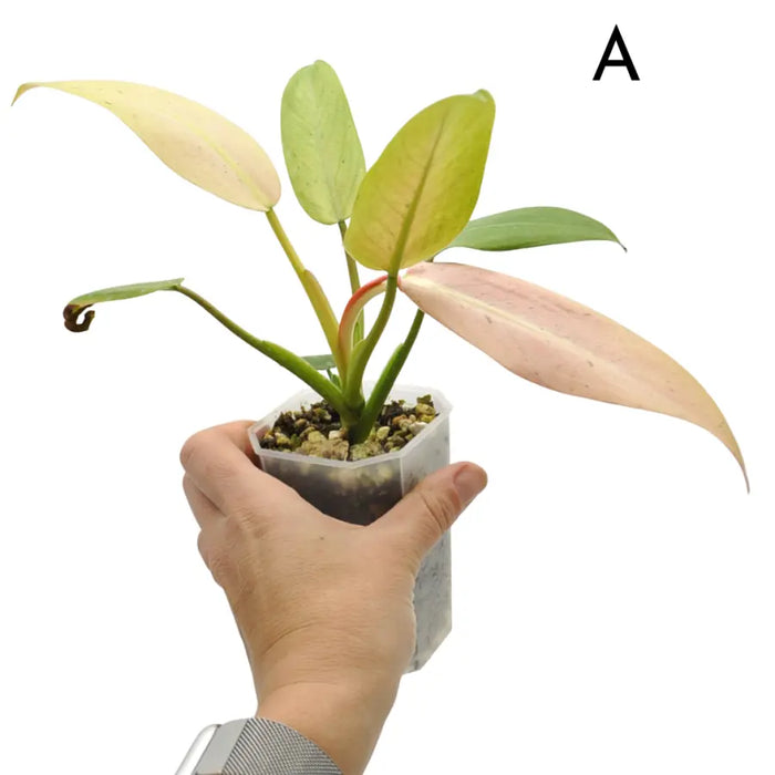Philodendron Whipple Way